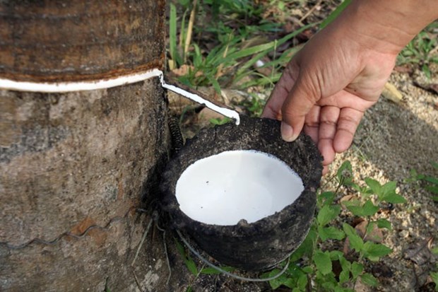 Thailand buys rubber from growers amid price slump hinh anh 1