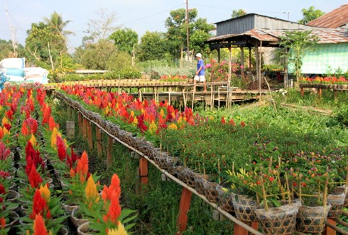 New flowers grown for Tet hinh anh 1