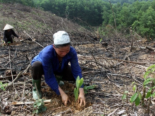 8 million ethnics to benefit from improved land management project hinh anh 1