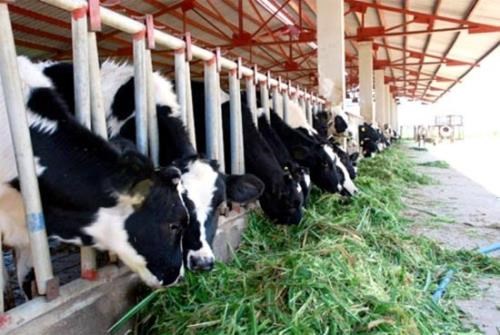 Large-scale cow breeding project launched in Ha Tinh hinh anh 1