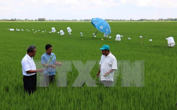 Global sustainable rice production criteria applied in Vietnam hinh anh 1