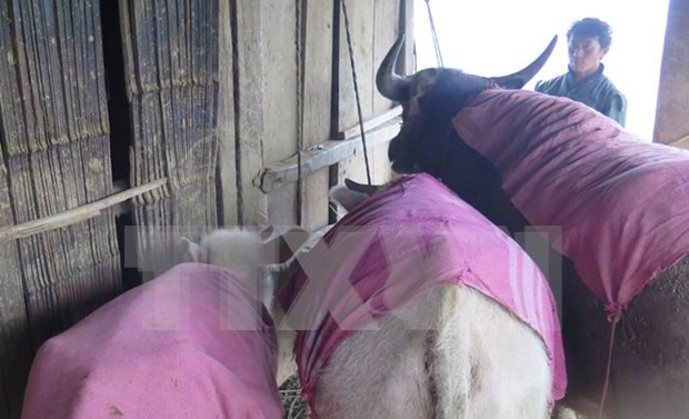 Post cold-spell efforts urged at recovering livestock numbers hinh anh 1