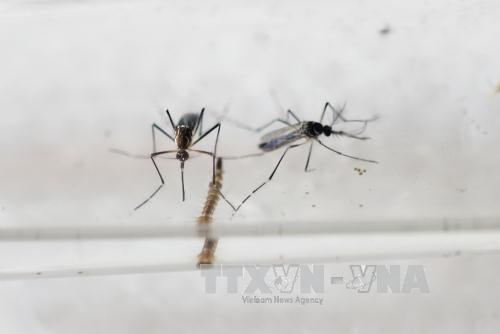 Health Ministry strengthens monitoring on Zika virus hinh anh 1