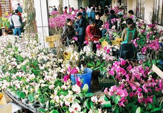 Hanoi’s Quang An flower market busier ahead of Tet hinh anh 1