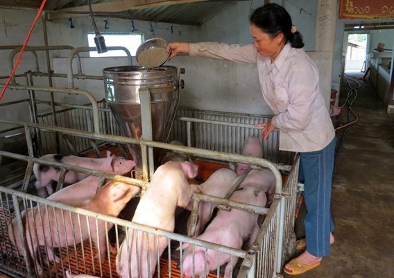 Central Highlands tackles poverty with livestock hinh anh 1