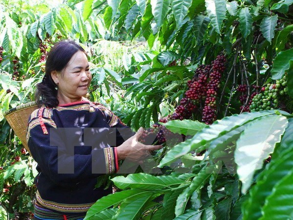 Central Highlands grows despite difficulties hinh anh 1
