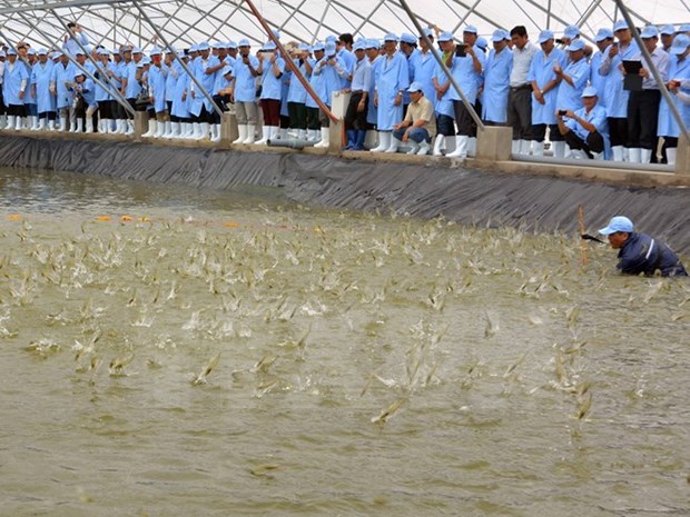 Binh Dinh to develop high-tech shrimp farming hinh anh 1