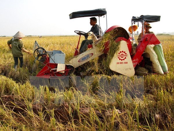 Hau Giang records lowest rice production cost in Mekong Delta hinh anh 1