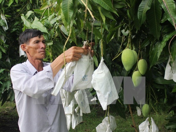 The growth of three-colour mangoes in Mekong Delta province hinh anh 1