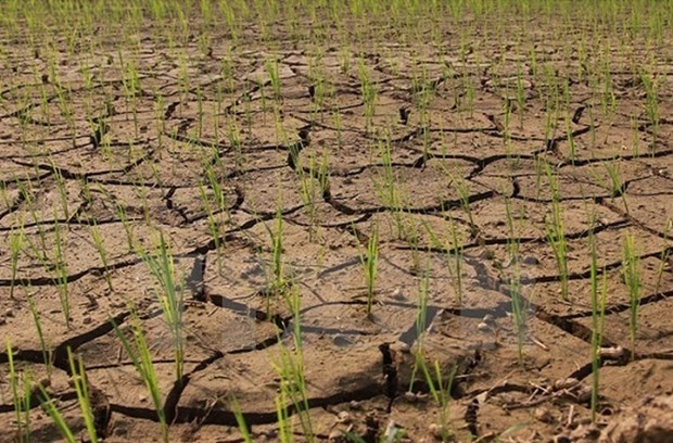 Deputy PM directs south-central region to prevent drought hinh anh 1