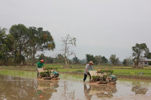 Laos plans to export 1 million tonnes of rice hinh anh 1