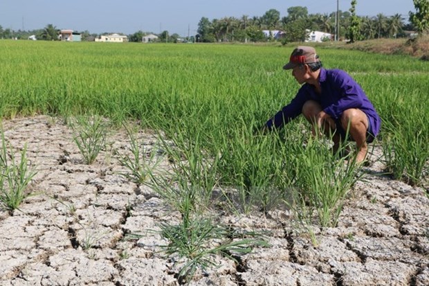 Drought takes heavy toll on crops in central, Central Highlands region hinh anh 1