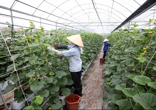 Hi-tech agricultural enterprises given loans hinh anh 1