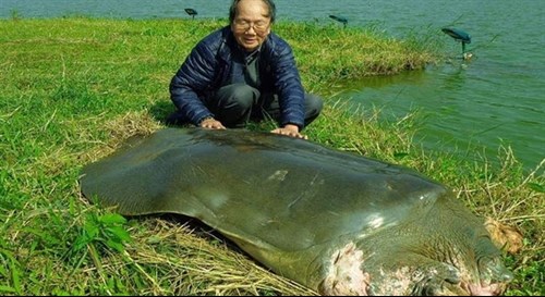 Sword Lake turtle’s body to be plastinated hinh anh 1