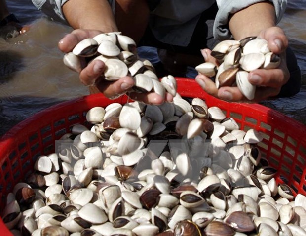 Binh Thuan temporarily bans exploitation of mollusc, bivalve at sea hinh anh 1