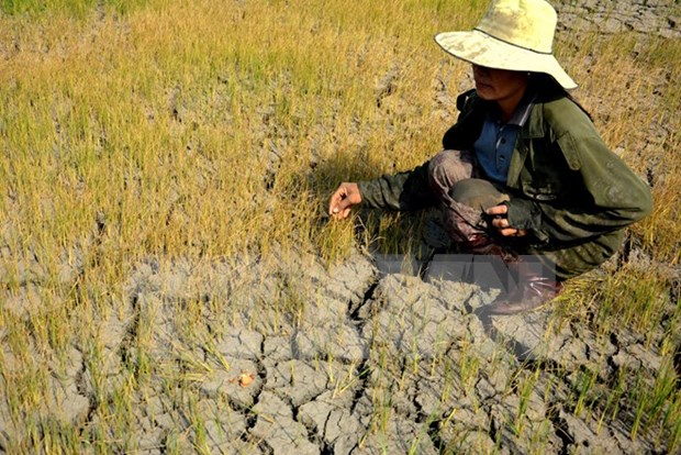 Gia Lai: 14,000 drought-hit households face food shortage hinh anh 1