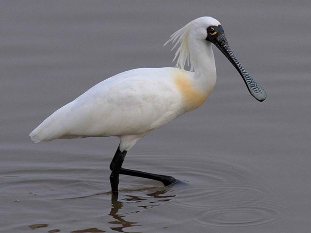 First black-faced spoonbill found in Tri An Lake hinh anh 1