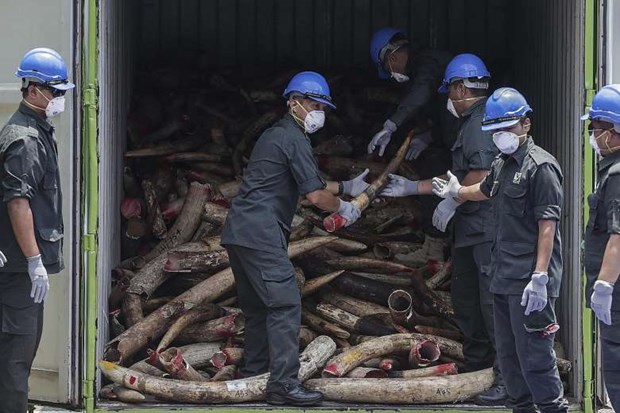 Malaysia destroys nearly 10 tonnes of ivory hinh anh 1