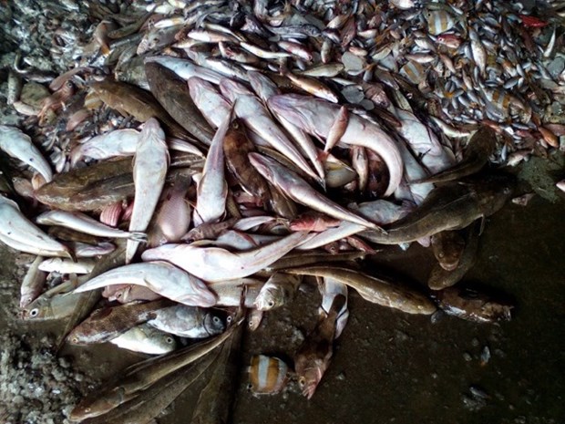 Ministry set to investigate cause of mass fish deaths in central coast hinh anh 1