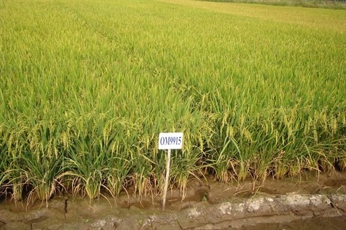 Delta farmers switch to drought-resistant crops hinh anh 1