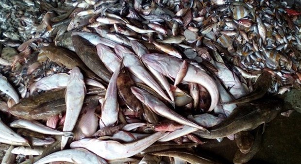 PM orders investigation of causes of fish deaths hinh anh 1