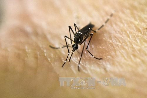 Ministry of Health maintains high vigilance for Zika virus hinh anh 1