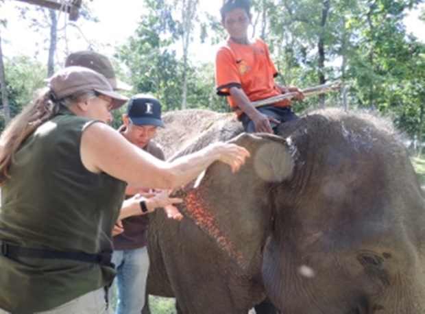 50,000 USD to save elephants in Dak Lak hinh anh 1