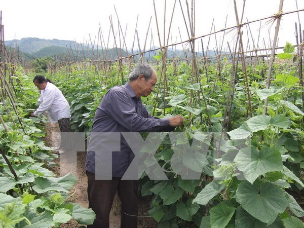 Lam Dong serves up hi-tech agricultural model hinh anh 1