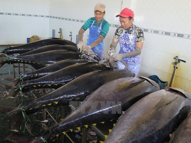 Binh Dinh’s tuna fishing benefits from Japanese technology hinh anh 1