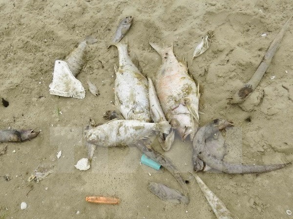 Marine pollution at alarming rate off Vietnam’s coast hinh anh 1