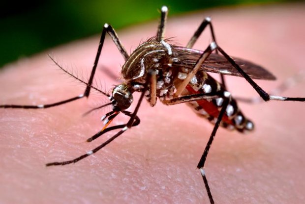 Localities warned to be vigilant against dengue fever in rainy season hinh anh 1