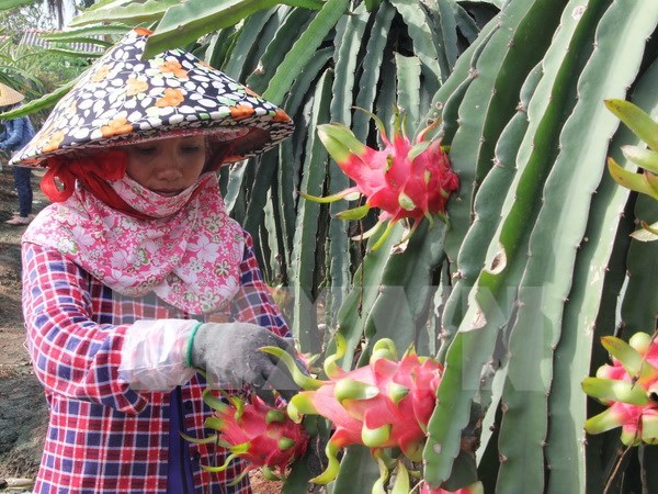 Dragonfruit paves way for Vietnam’s fruit exports to Thailand hinh anh 1