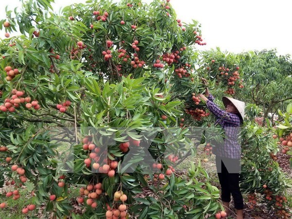 Hai Duong exports 5,000 tonnes of lychee so far hinh anh 1