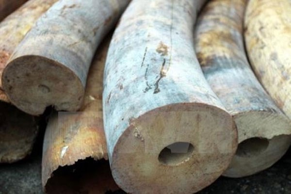 Hanoi: large amount of elephant tusks found hinh anh 1