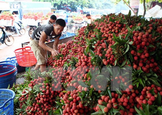 Australia – potential market for Vietnam’s fruit, vegetable hinh anh 1
