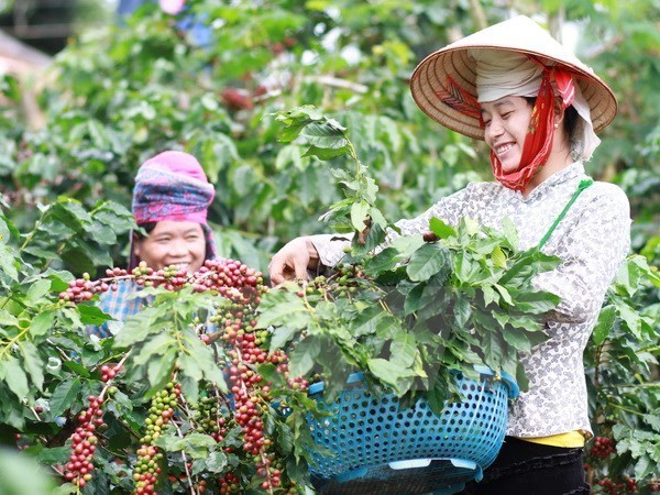 Dak Lak targets sustainable coffee production hinh anh 1