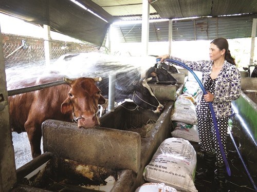 HCM City dairy farmers encouraged to breed oxen hinh anh 1