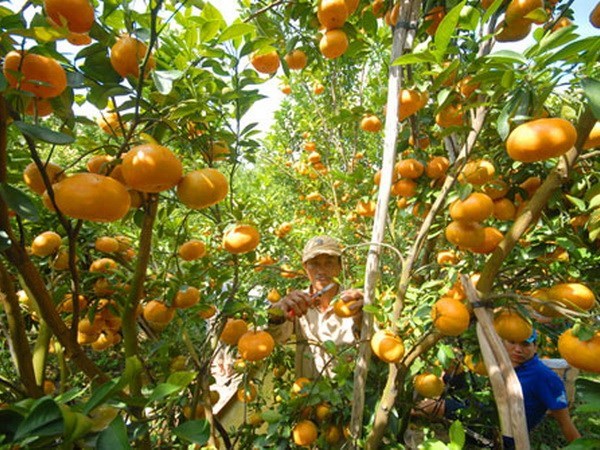 Nghe An develops large-scale citrus fruit growing areas hinh anh 1
