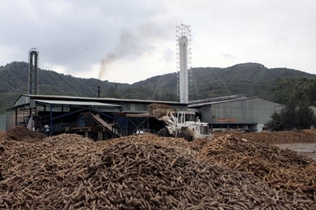 Vietnam’s cassava exports up 26 percent hinh anh 1