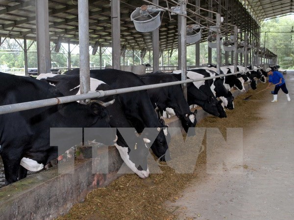 Japanese enterprise develops cow farms in Can Tho hinh anh 1