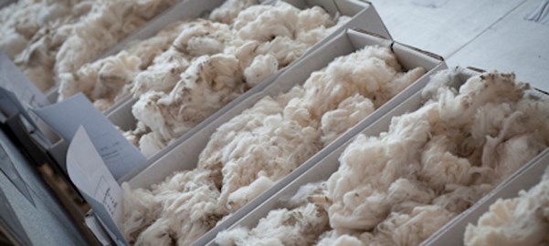 Australia, Vietnam increase cooperation in wool sector hinh anh 1