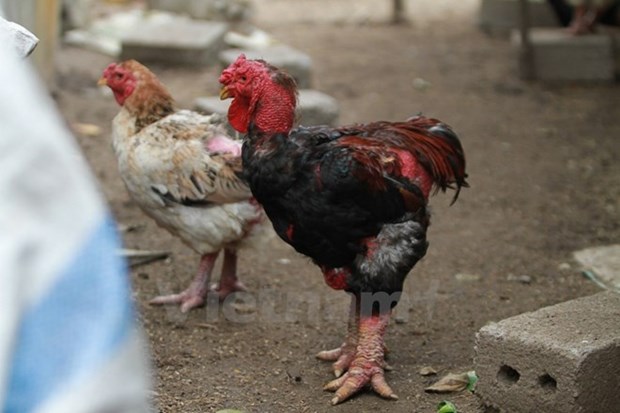 Rumours hit big-drumstick chicken trademark hinh anh 1