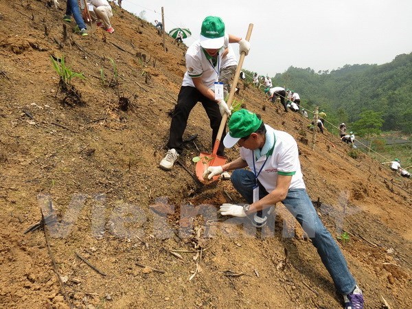 Forest sector receives funds hinh anh 1