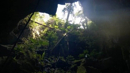 New cave discovered in Cha Noi forest hinh anh 1