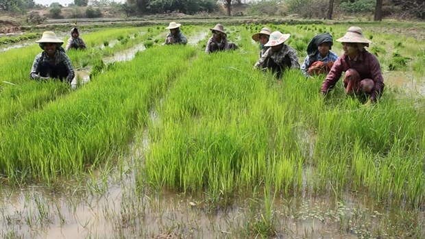 World Bank cuts Myanmar economic growth rate hinh anh 1