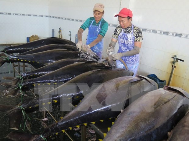 Tuna exports to Canada rise 60 percent hinh anh 1