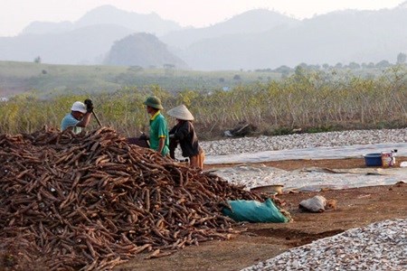 Vietnam’s ethanol industry faces crisis hinh anh 1