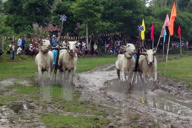 Oxen race at Khmer Dolta festival in An Giang hinh anh 1
