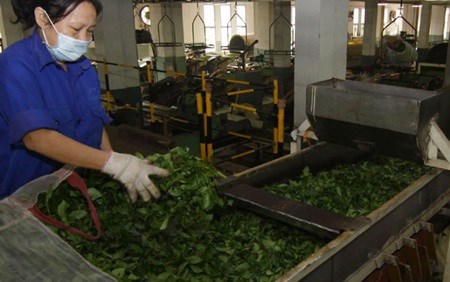 Vietnamese tea exports decrease hinh anh 1