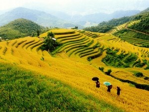 National week honours Mu Cang Chai terraced paddy fields hinh anh 1